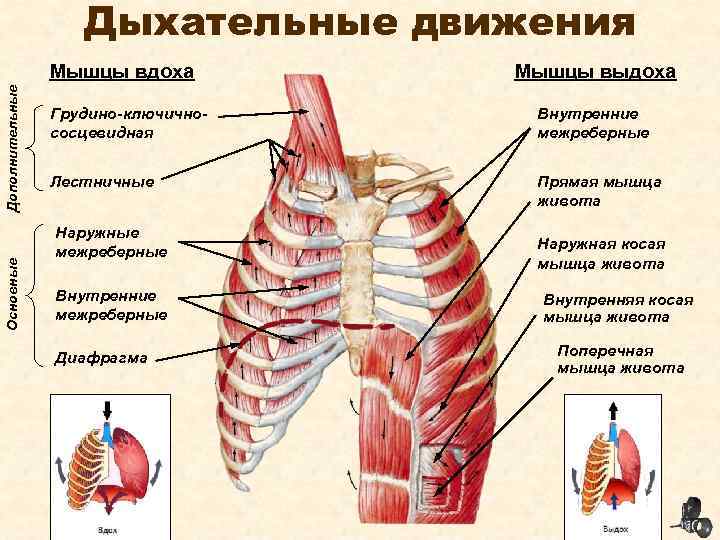 Дыхательные движения Основные Дополнительные Мышцы вдоха Мышцы выдоха Грудино-ключичнососцевидная Внутренние межреберные Лестничные Прямая мышца
