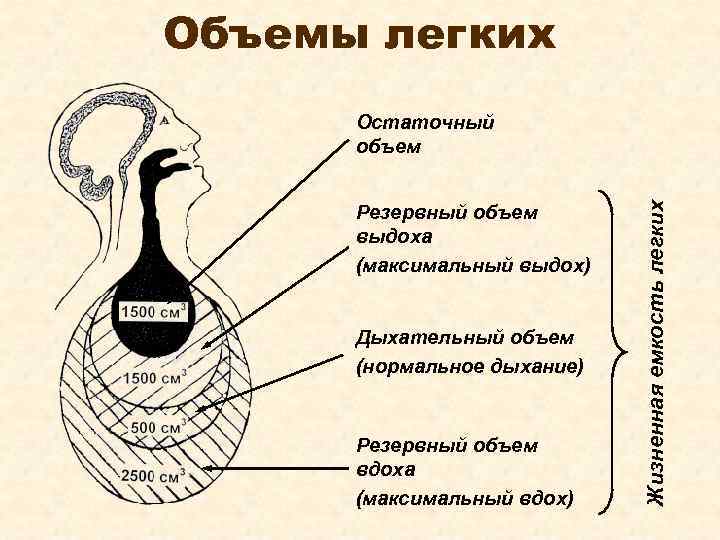 Объемы легких Резервный объем выдоха (максимальный выдох) Дыхательный объем (нормальное дыхание) Резервный объем вдоха