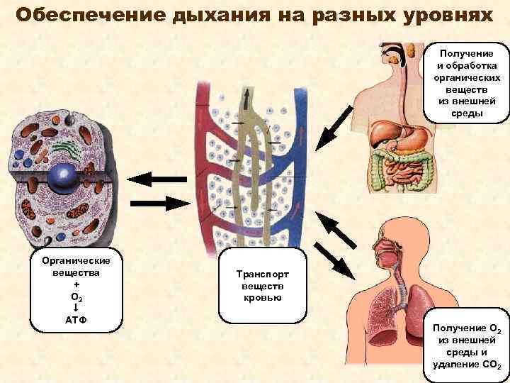 Что представляет собой bios на программном и аппаратном уровнях