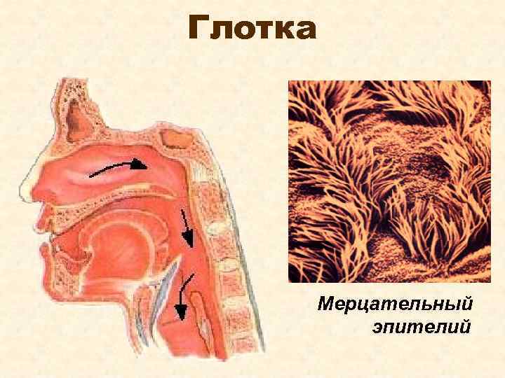 Глотка Мерцательный эпителий 