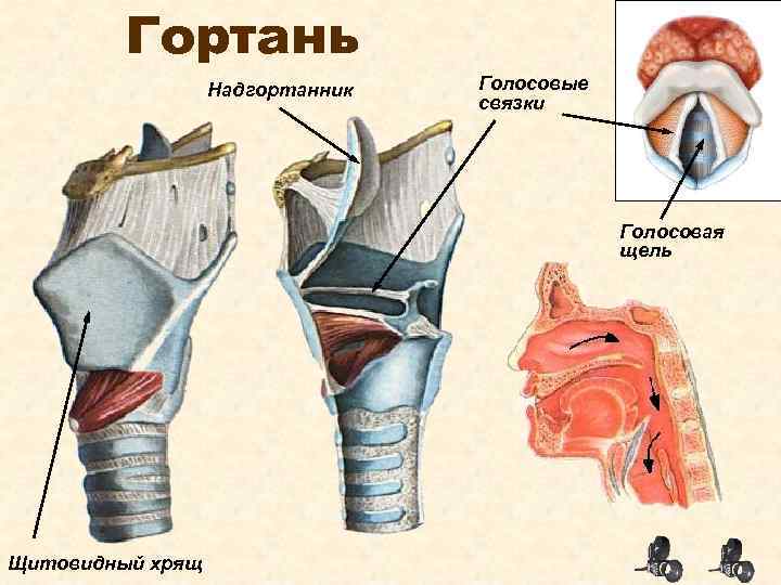 Как устроена гортань человека фото