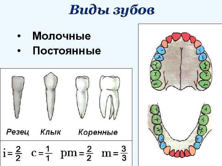 Виды зубов • • Молочные Постоянные 