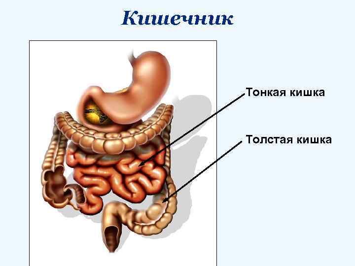 Кишечник Тонкая кишка Толстая кишка 