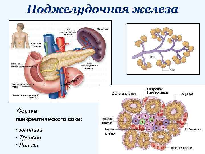 Поджелудочная железа Состав панкреатического сока: • Амилаза • Трипсин • Липаза 