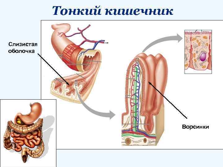 Тонкий кишечник Слизистая оболочка Ворсинки 