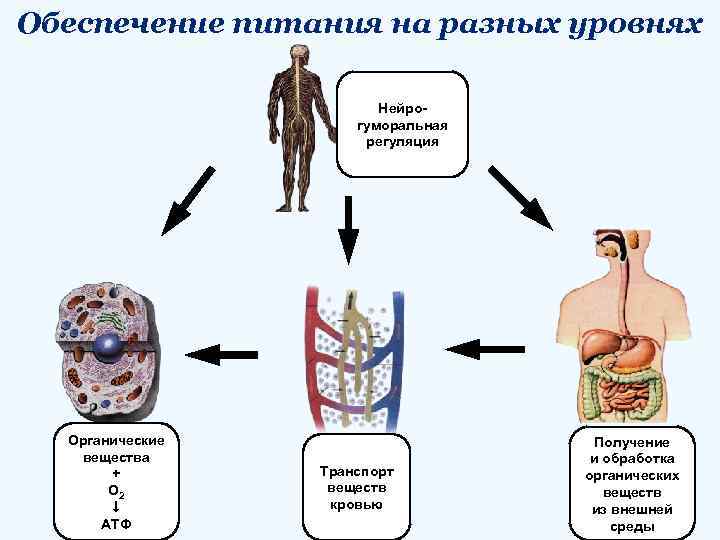 Обеспечение питания на разных уровнях Нейрогуморальная регуляция Органические вещества + О 2 АТФ Транспорт