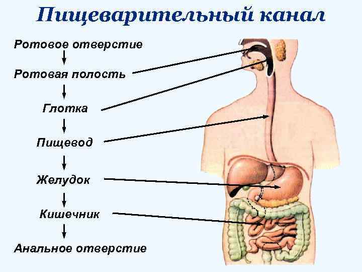 Пищеварительный канал Ротовое отверстие Ротовая полость Глотка Пищевод Желудок Кишечник Анальное отверстие 