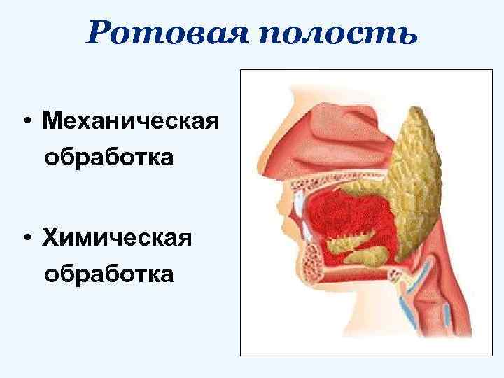 Ротовая полость • Механическая обработка • Химическая обработка 