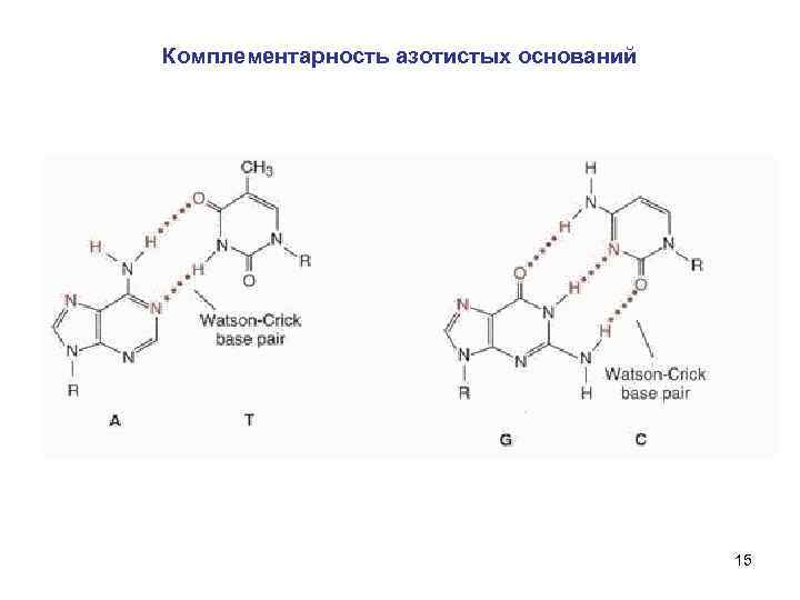 Основание 15