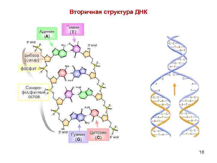 Схема первичной структуры днк