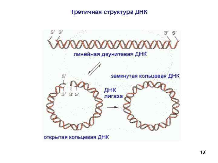 Днк в соединении с белком. Третичная структура ДНК строение. Третичная структура нуклеиновых кислот. Структура нуклеиновых кислот третичная структура. Третичная структура организации ДНК.
