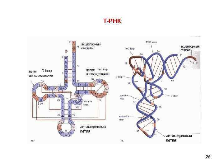 Молекула рнк представлена. Вторичная структура ТРНК представляет собой. Схема строения РНК. Вторичная структура РНК. Адапторная функция ТРНК.