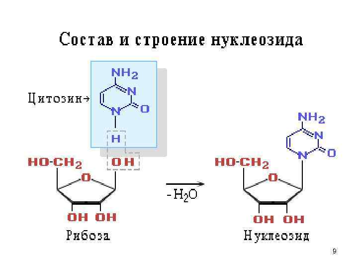 Нуклеозид это. Структура нуклеозида. Структурные формулы нуклеозидов. Нуклеозиды формулы. Строение нуклеозидов.