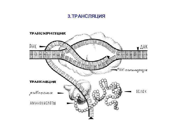 3. ТРАНСЛЯЦИЯ 