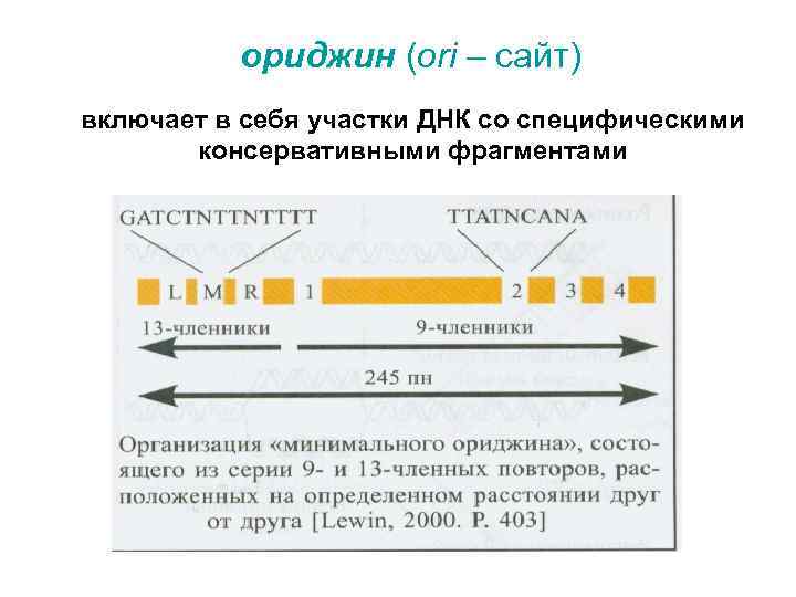 ориджин (ori – сайт) включает в себя участки ДНК со специфическими консервативными фрагментами 