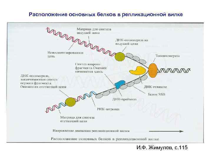 Расположение основных белков в репликационной вилке И. Ф. Жимулев, с. 115 