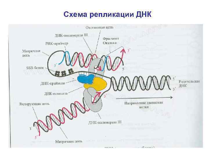 Схема репликации ДНК • . 