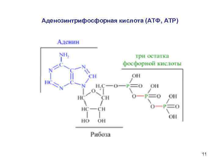 Аденозинтрифосфорная кислота (АТФ, АТР) 11 