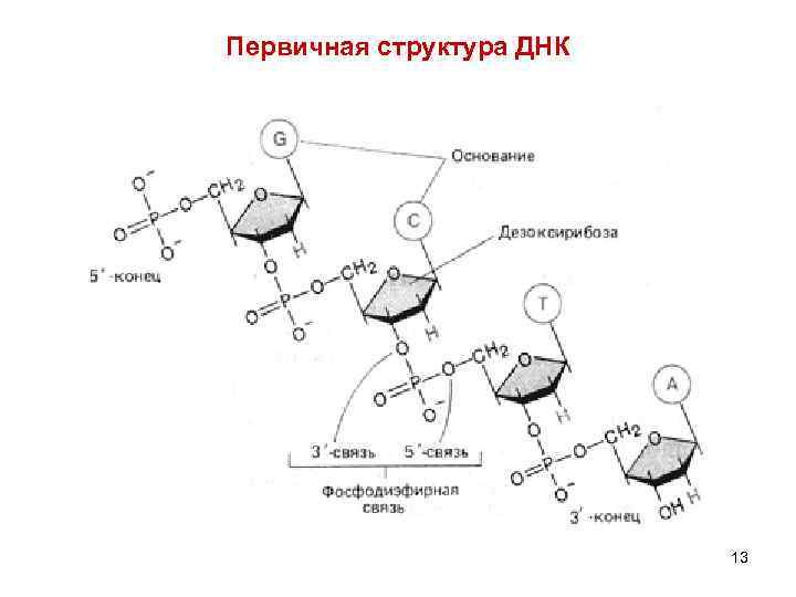 Цепь днк 3 и 5 концы. Структура ДНК НК. Первичная структура НК. Первичное строение НК. Штрих концы ДНК.