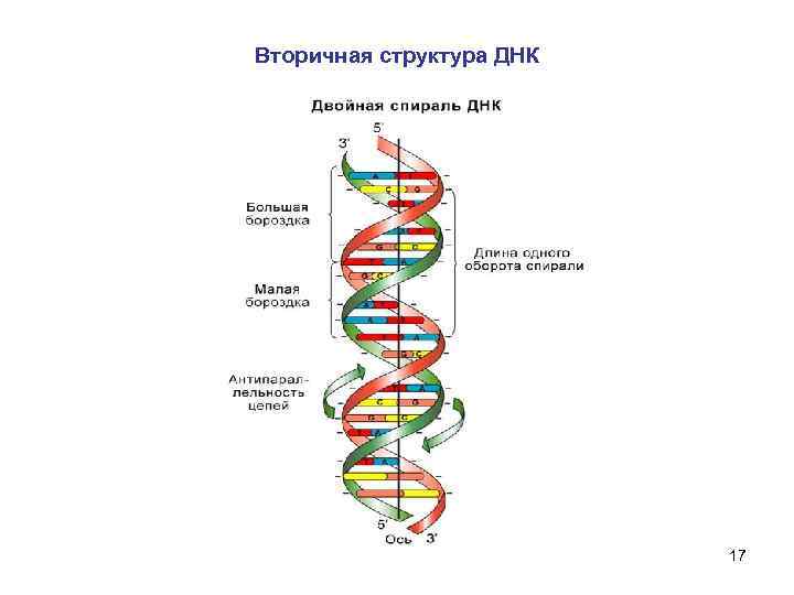 Вторичная структура днк