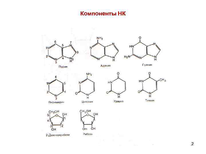 Компоненты НК 2 