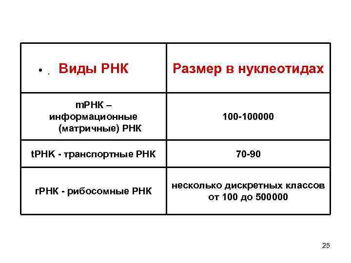  • . Виды РНК Размер в нуклеотидах m. РНК – информационные (матричные) РНК