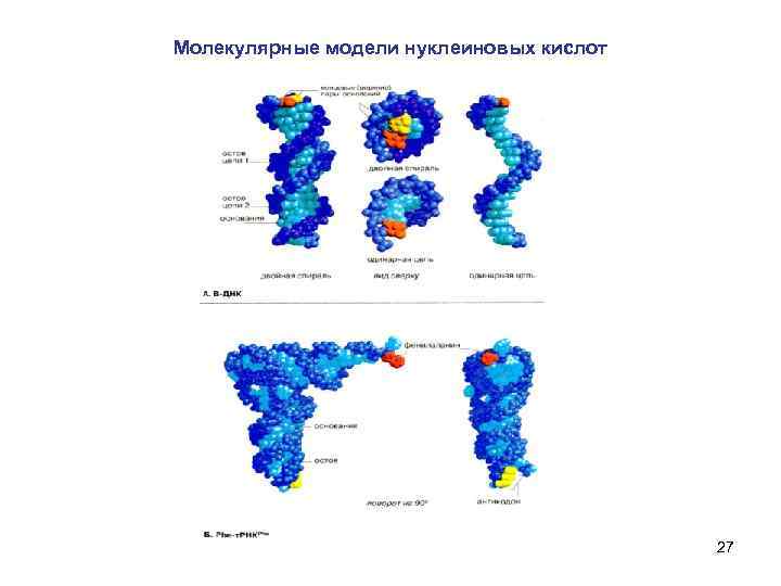 Молекулярные модели нуклеиновых кислот 27 