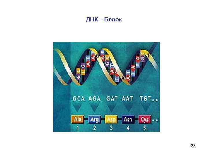 ДНК – Белок 28 