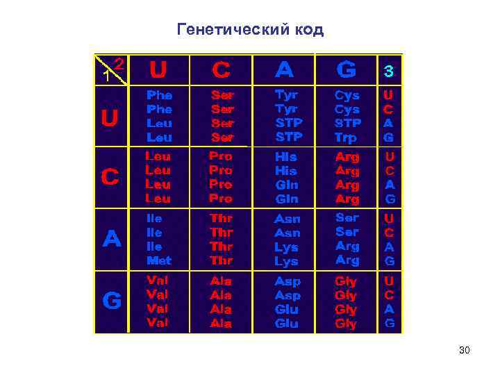 Генетический код 30 