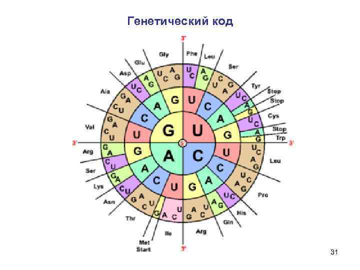 Генетический код 31 