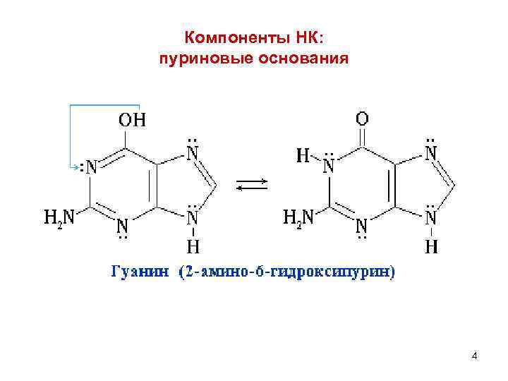 Компоненты НК: пуриновые основания 4 