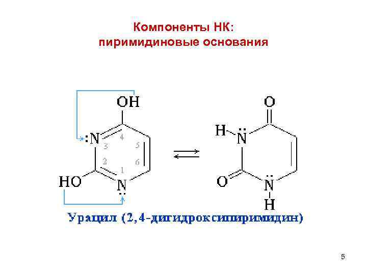 Компоненты НК: пиримидиновые основания 5 