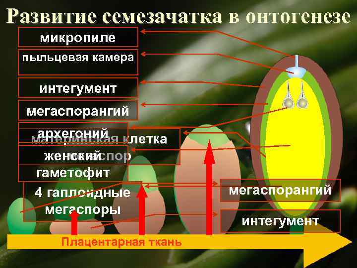 Развитие семезачатка в онтогенезе микропиле пыльцевая камера интегумент мегаспорангий архегоний материнская клетка мегаспор женский