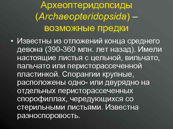 Археоптеридопсиды (Archaeopteridopsida) – возможные предки • Известны из отложений конца среднего девона (390 -360