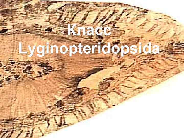 Класс Lyginopteridopsida 