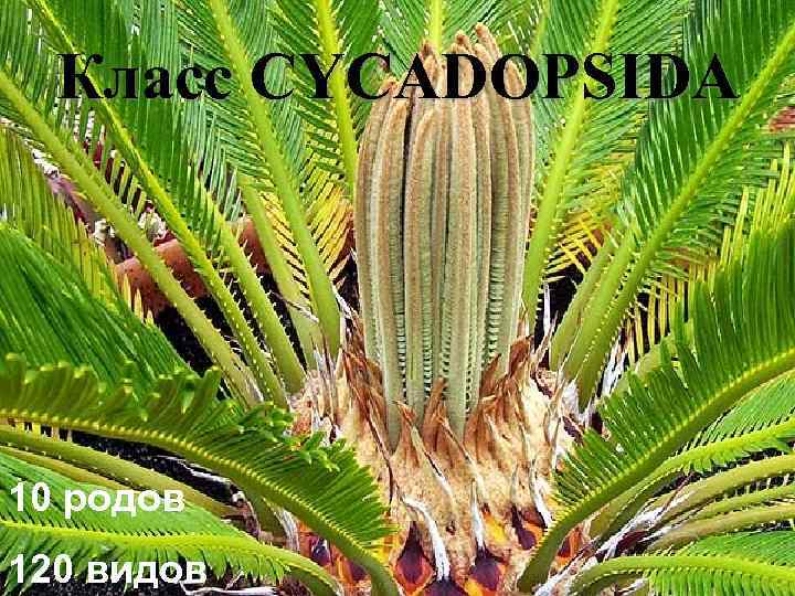 Класс CYCADOPSIDA 10 родов 120 видов 