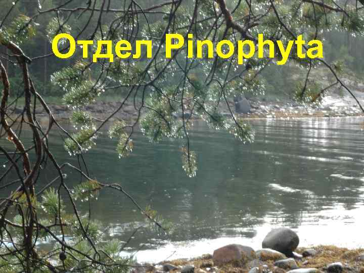 Отдел Pinophyta 