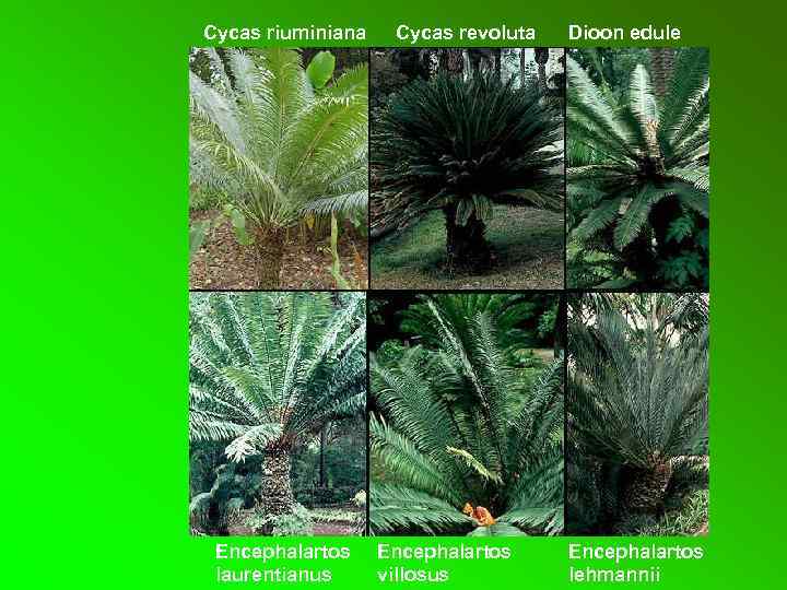 Cycas riuminiana Encephalartos laurentianus Cycas revoluta Encephalartos villosus Dioon edule Encephalartos lehmannii 