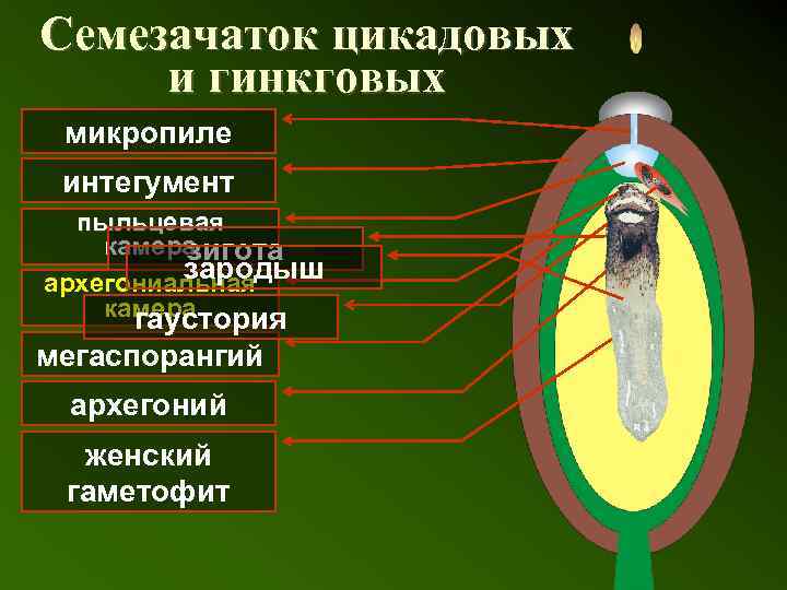 Семезачаток цикадовых и гинкговых микропиле интегумент пыльцевая камера зигота зародыш архегониальная камера гаустория мегаспорангий