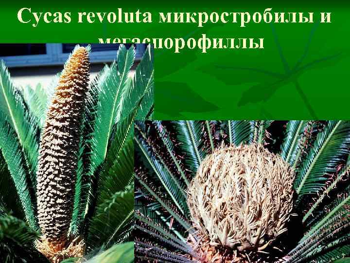 Cycas revoluta микростробилы и мегаспорофиллы 