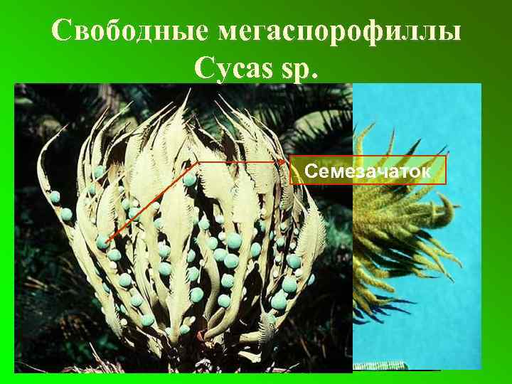 Свободные мегаспорофиллы Cycas sp. Семезачаток 