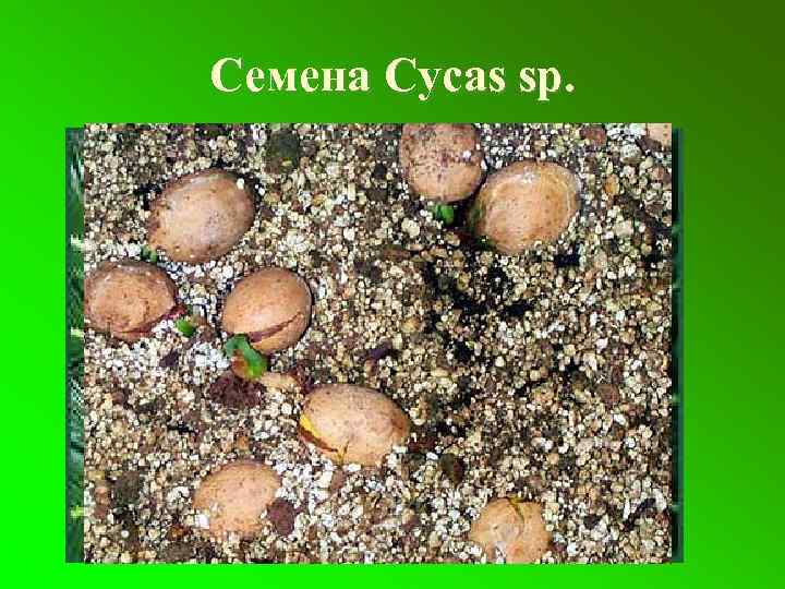 Семена Cycas sp. 