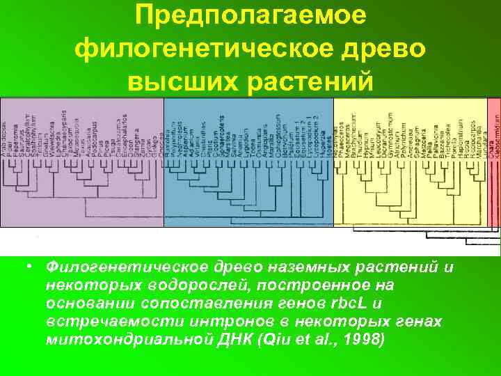 Предполагаемое филогенетическое древо высших растений • Филогенетическое древо наземных растений и некоторых водорослей, построенное