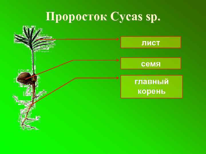 Проросток Cycas sp. лист семя главный корень 