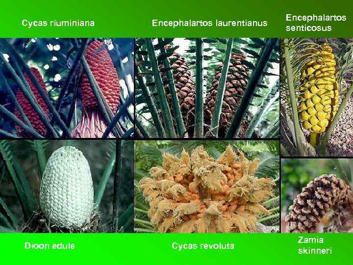 Cycas riuminiana Dioon edule Encephalartos laurentianus Cycas revoluta Encephalartos senticosus Zamia skinneri 