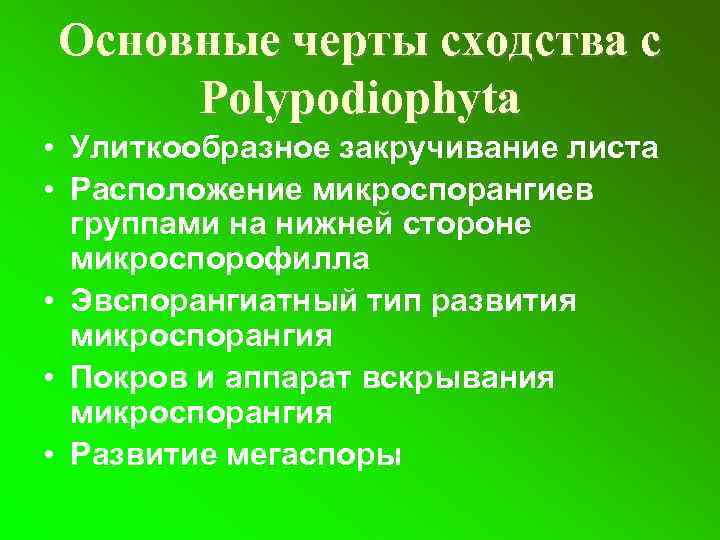 Основные черты сходства с Polypodiophyta • Улиткообразное закручивание листа • Расположение микроспорангиев группами на