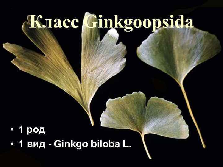 Класс Ginkgoopsida • 1 род • 1 вид - Ginkgo biloba L. 