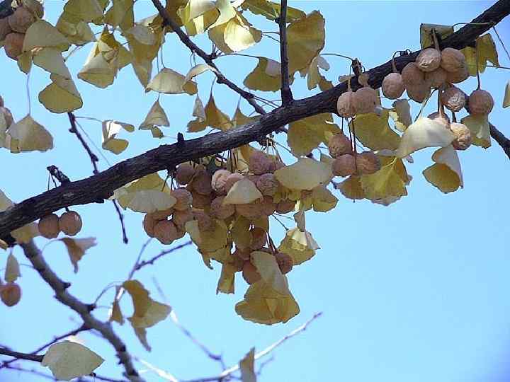 Ginkgo biloba L. 