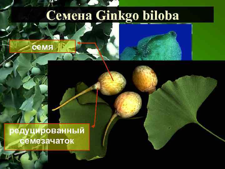 Семена Ginkgo biloba семя редуцированный семезачаток 