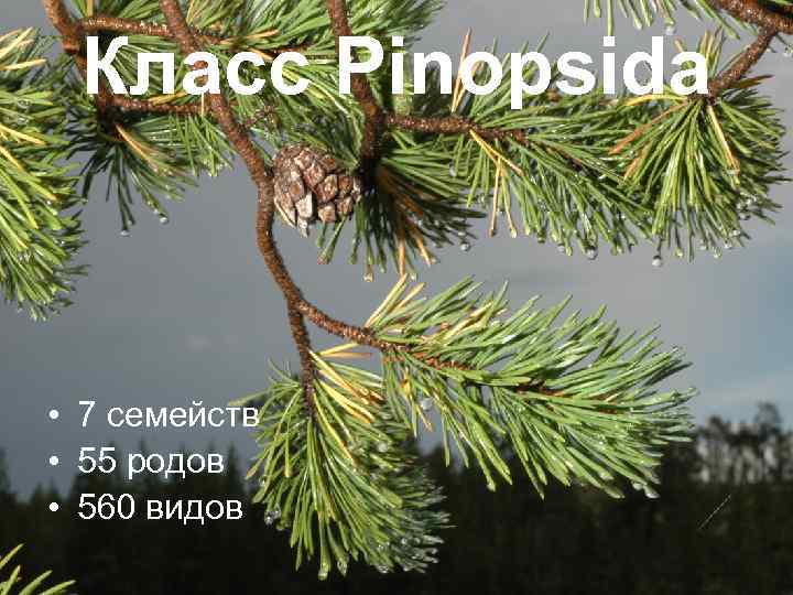 Класс Pinopsida • 7 семейств • 55 родов • 560 видов 